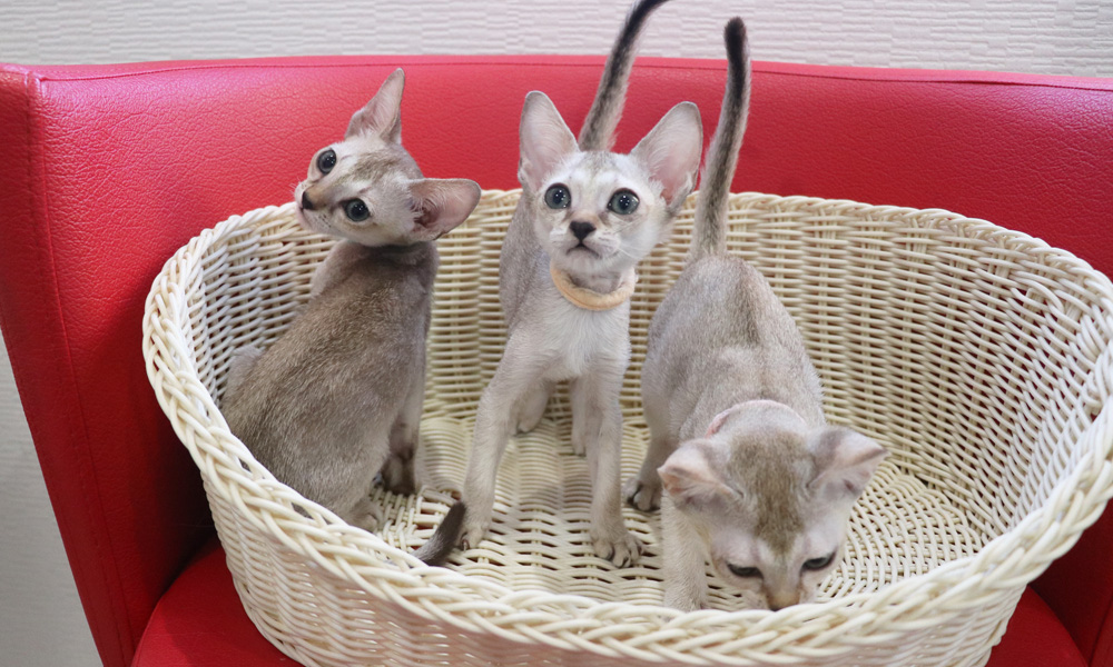シンガプーラの子猫画像