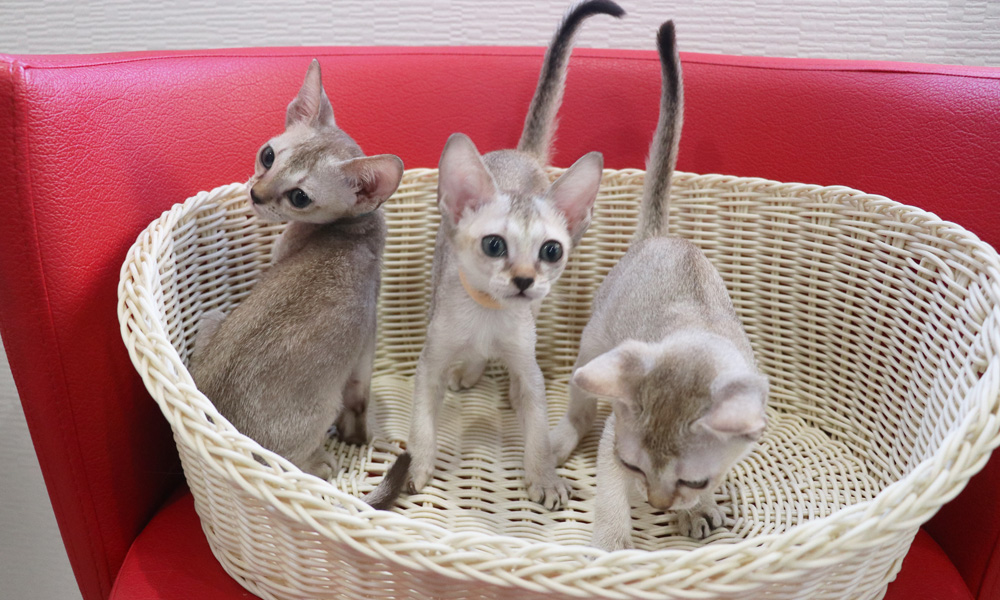 シンガプーラの子猫画像