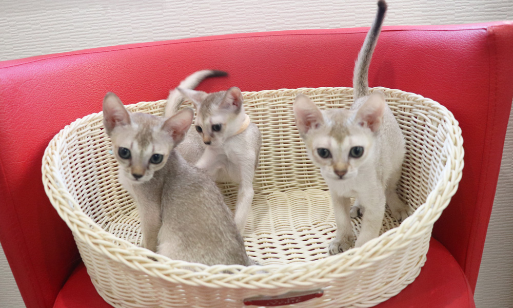 シンガプーラの子猫画像