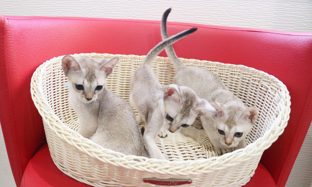 シンガプーラの子猫画像