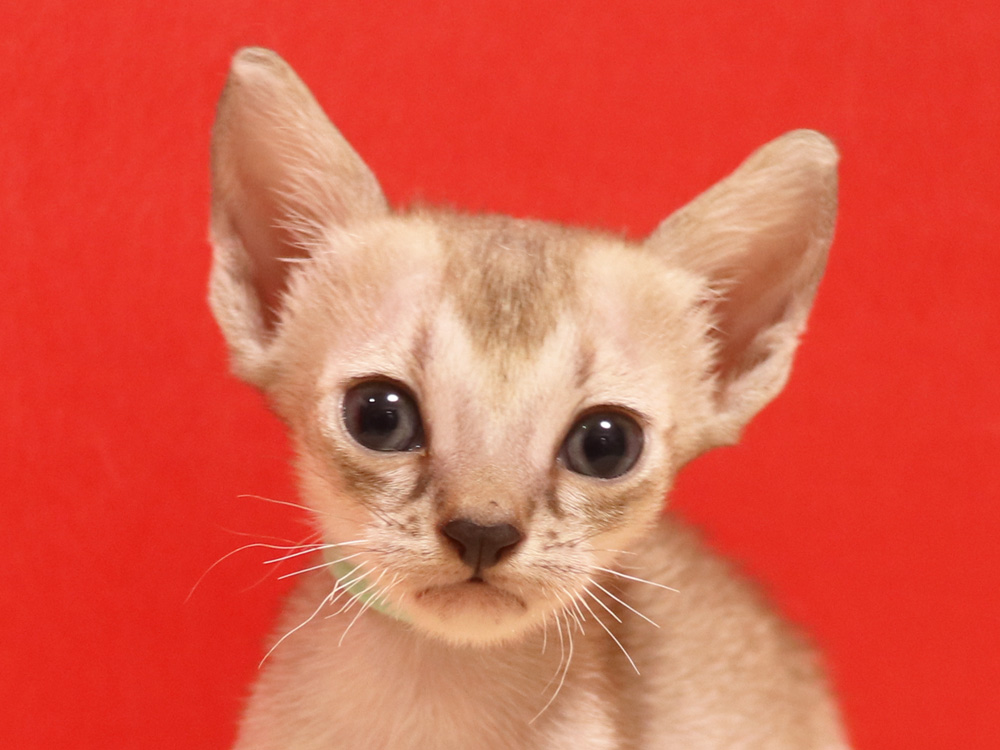 シンガプーラの子猫画像