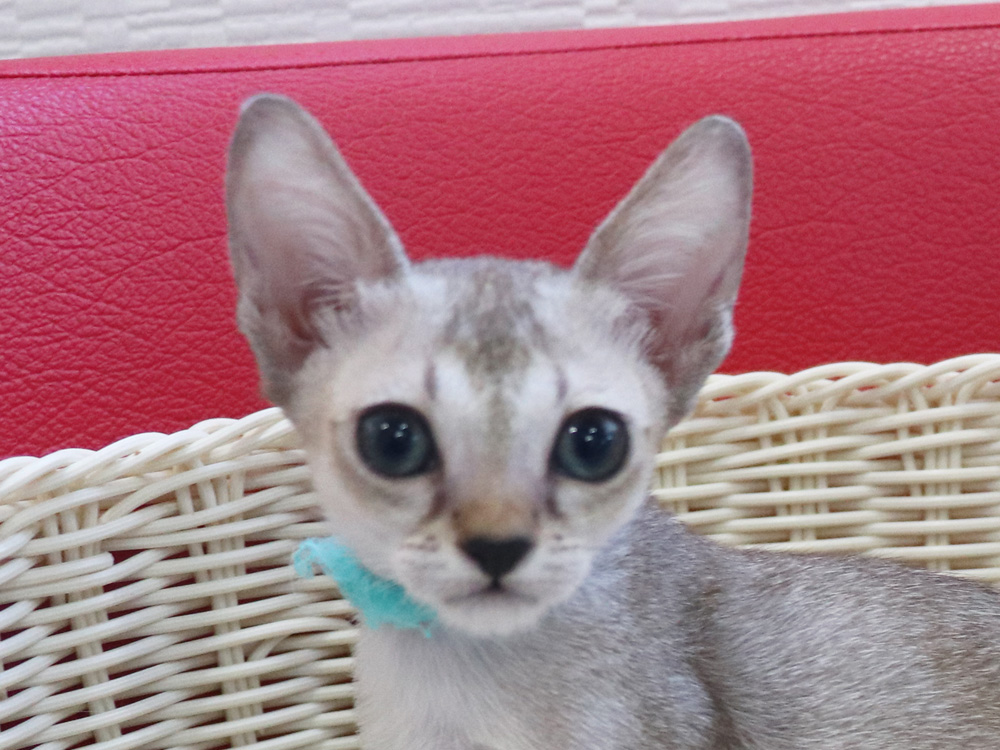 シンガプーラの子猫画像