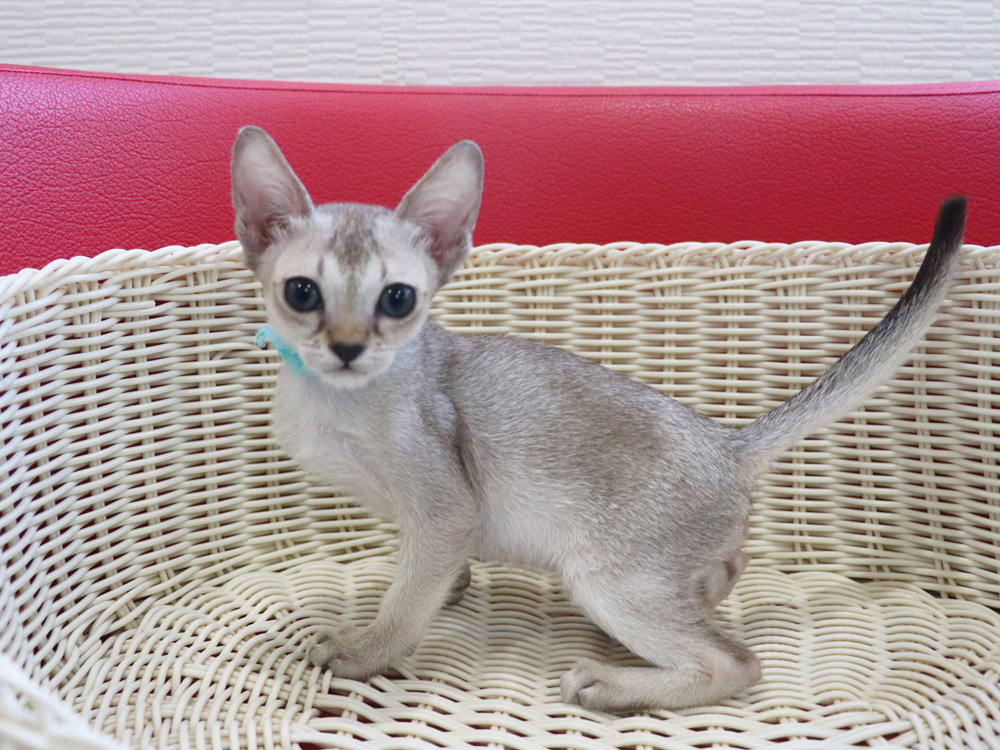 シンガプーラの子猫画像