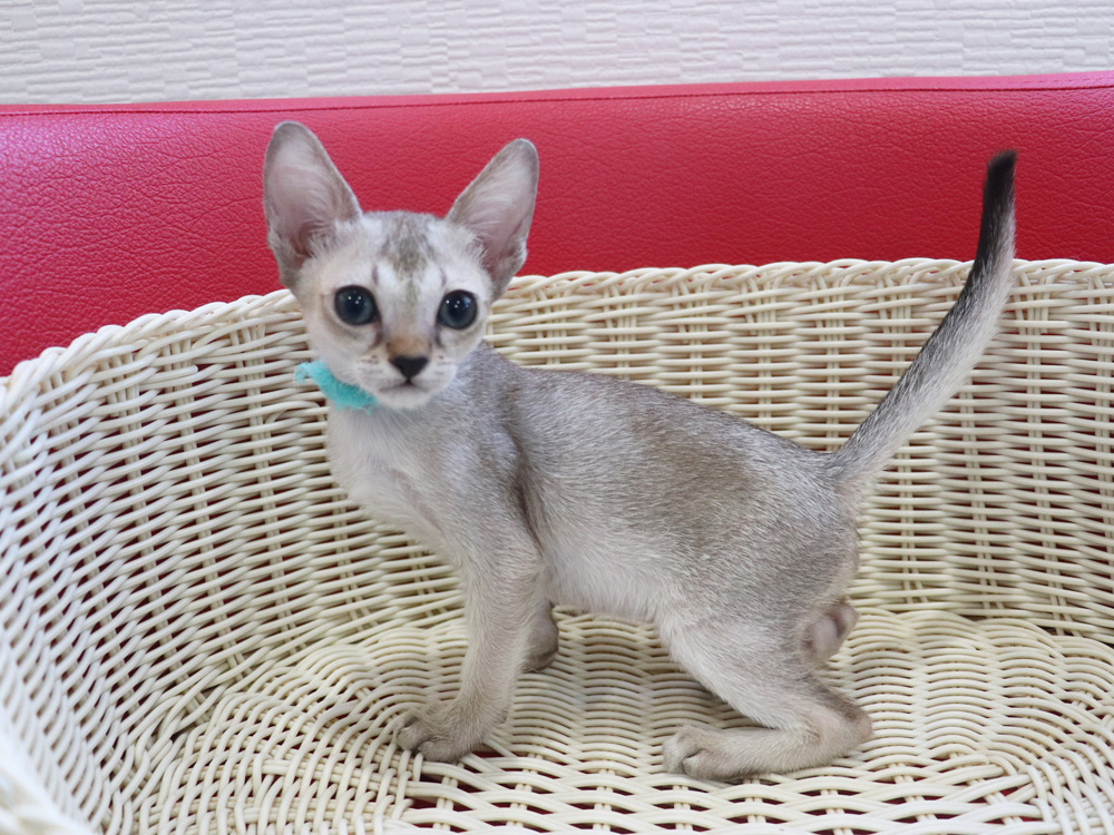 シンガプーラの子猫画像