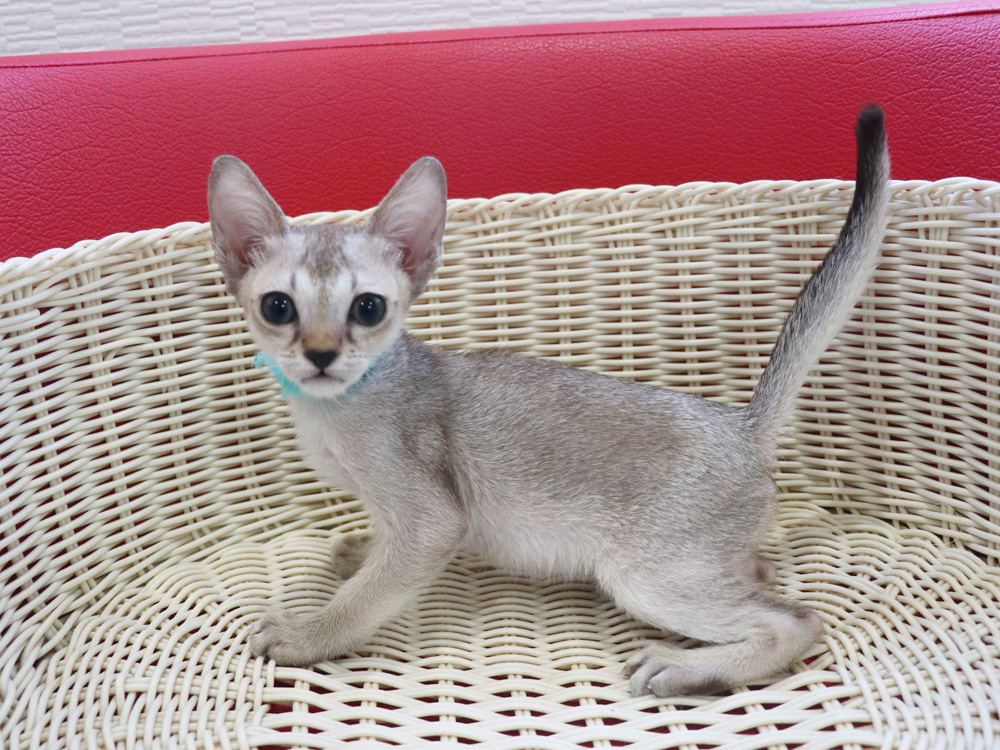 シンガプーラの子猫画像