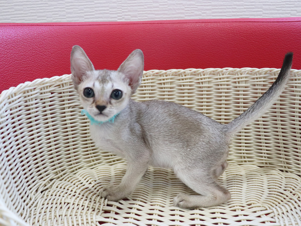 シンガプーラの子猫画像