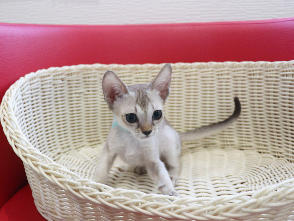 シンガプーラの子猫画像