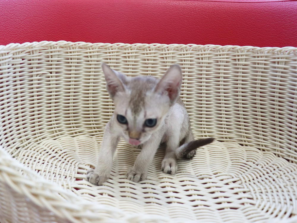 シンガプーラの子猫画像