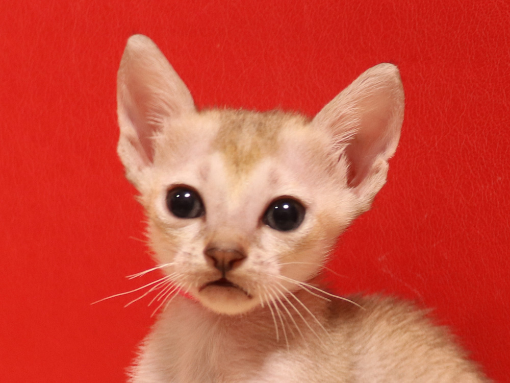 シンガプーラの子猫画像