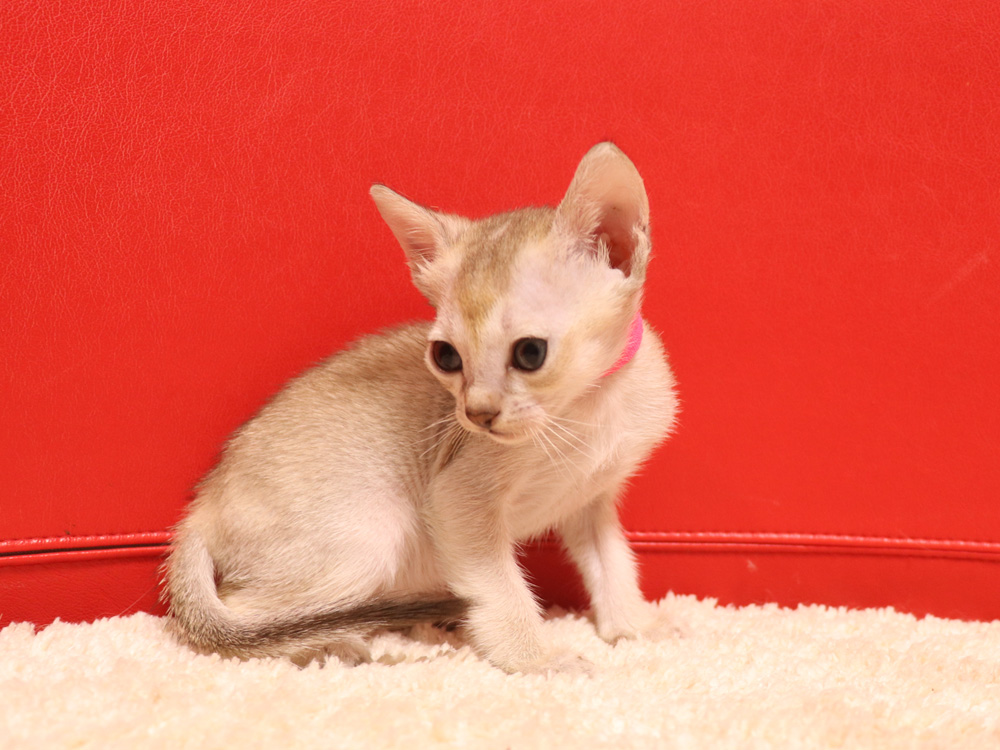 シンガプーラの子猫画像