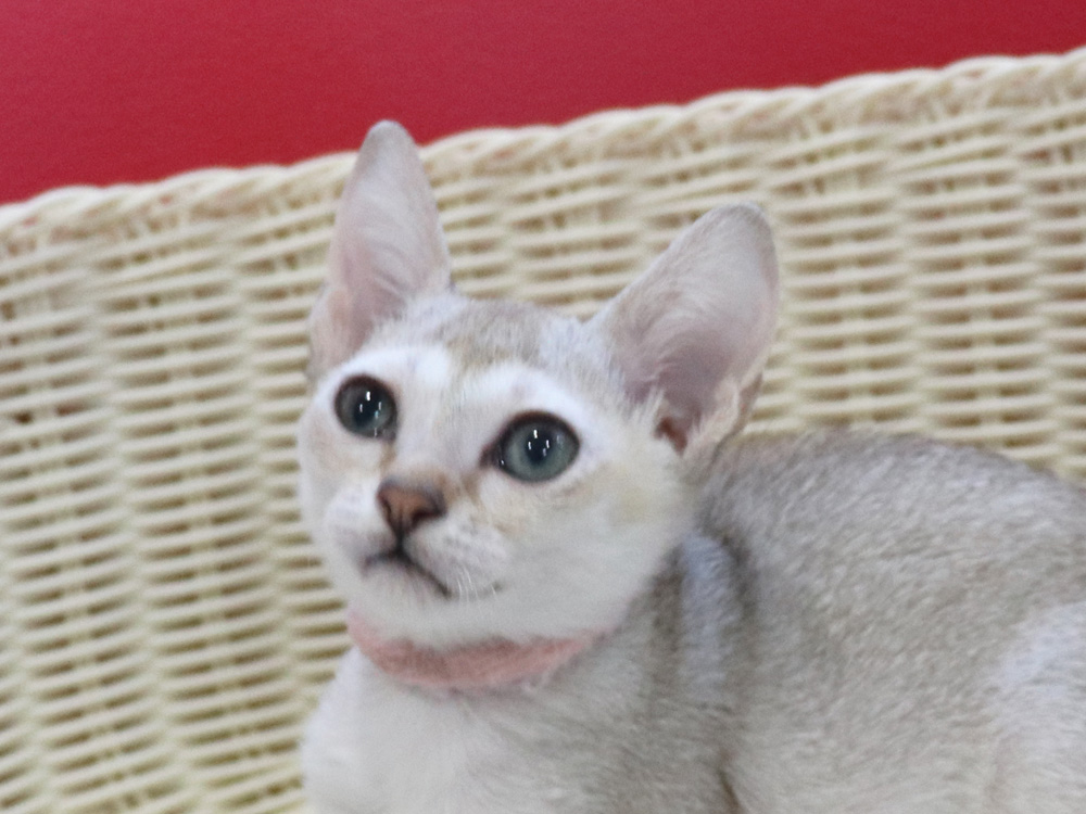 シンガプーラの子猫画像