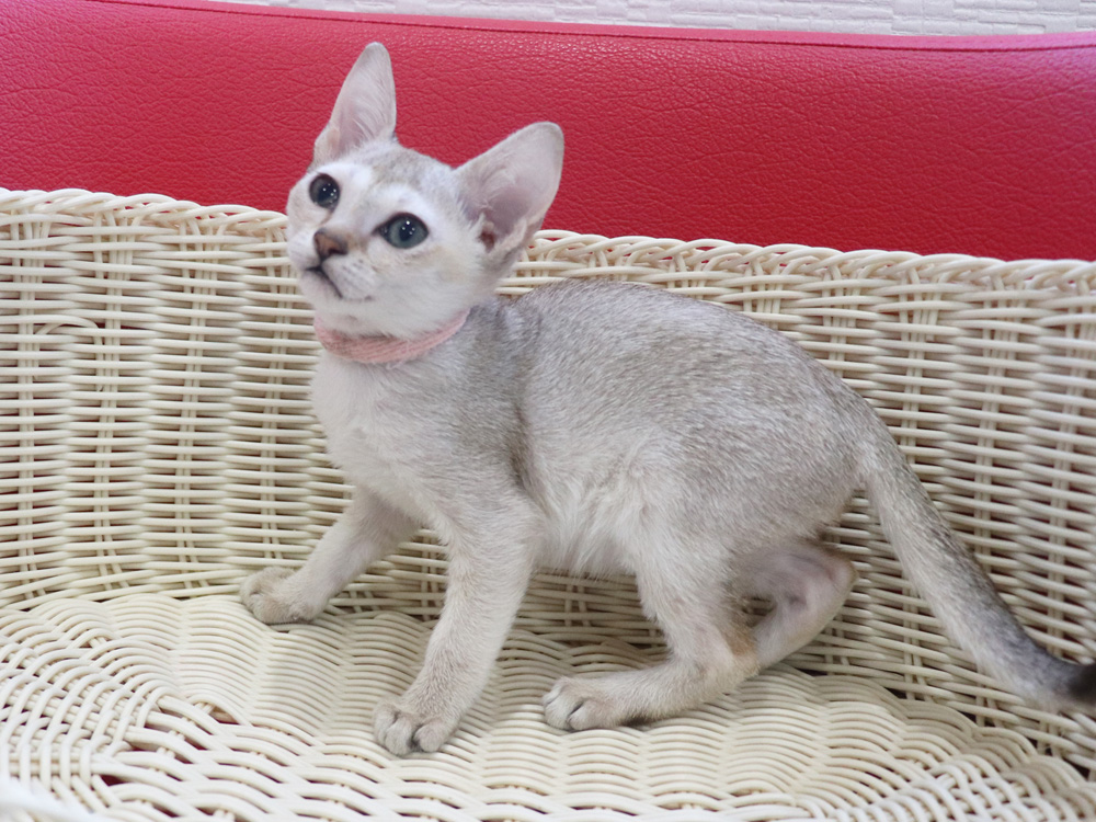 シンガプーラの子猫画像