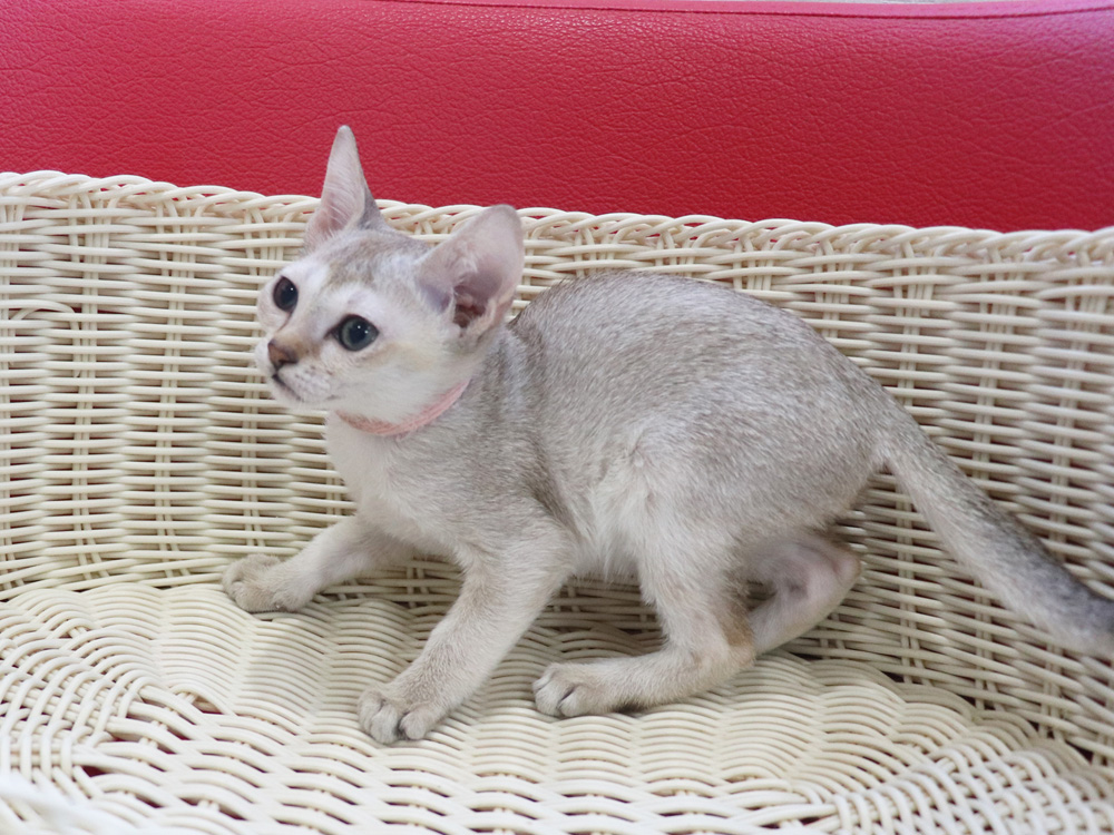 シンガプーラの子猫画像