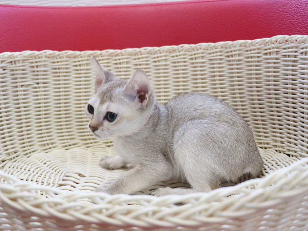 シンガプーラの子猫画像