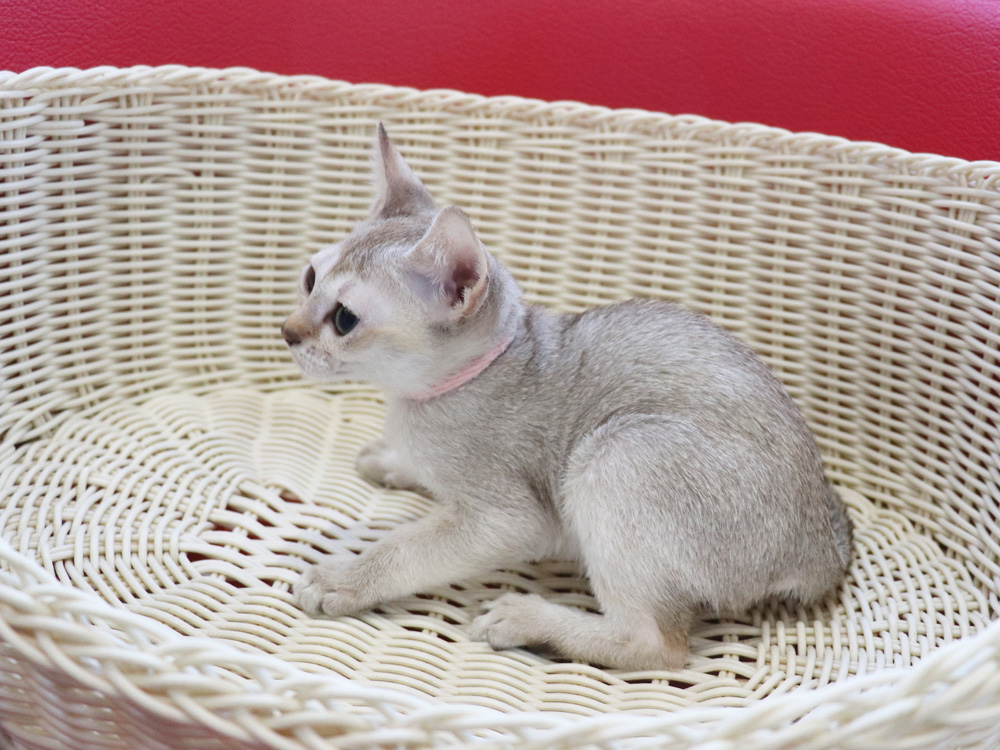 シンガプーラの子猫画像