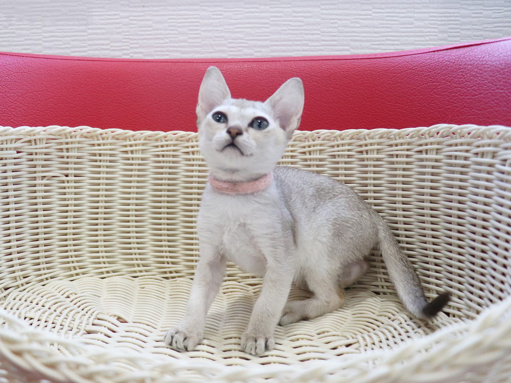 シンガプーラの子猫画像