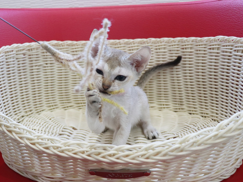 シンガプーラの子猫画像