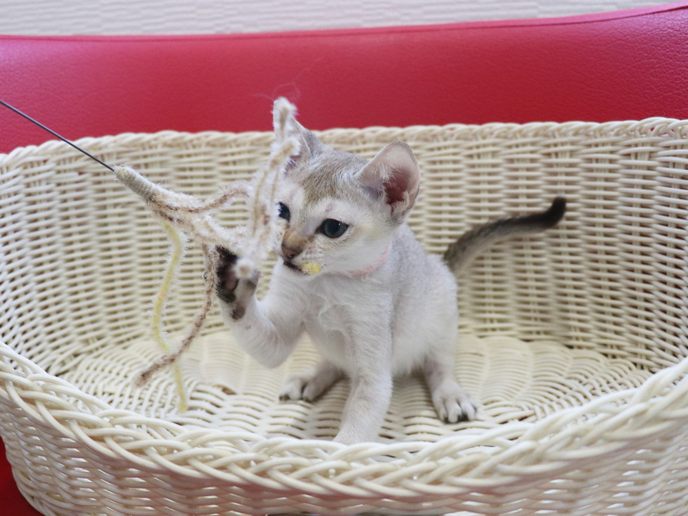 シンガプーラの子猫画像
