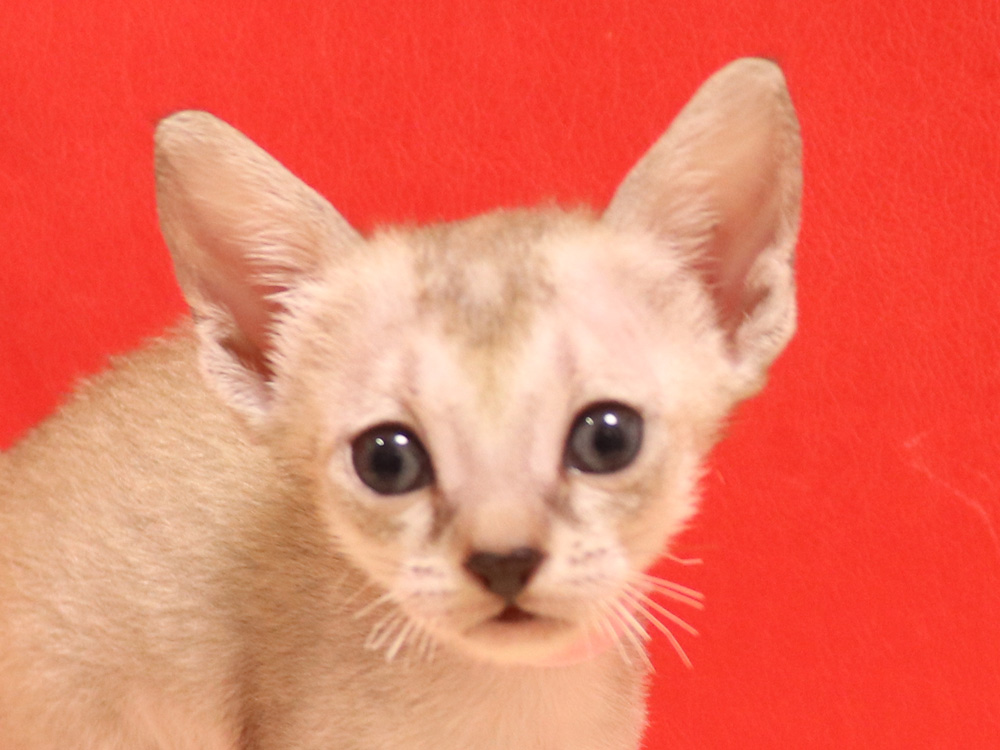 シンガプーラの子猫画像