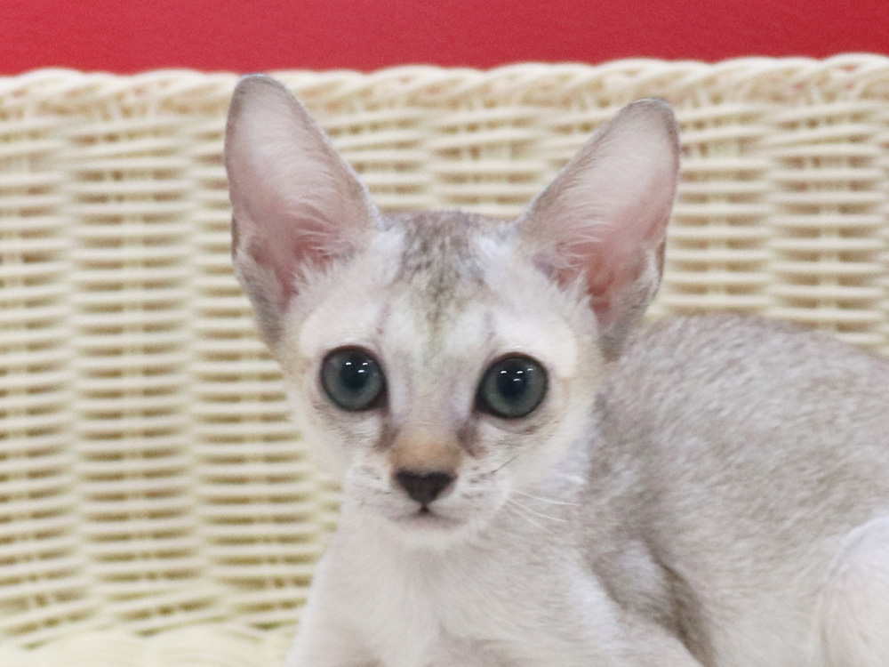 シンガプーラの子猫画像