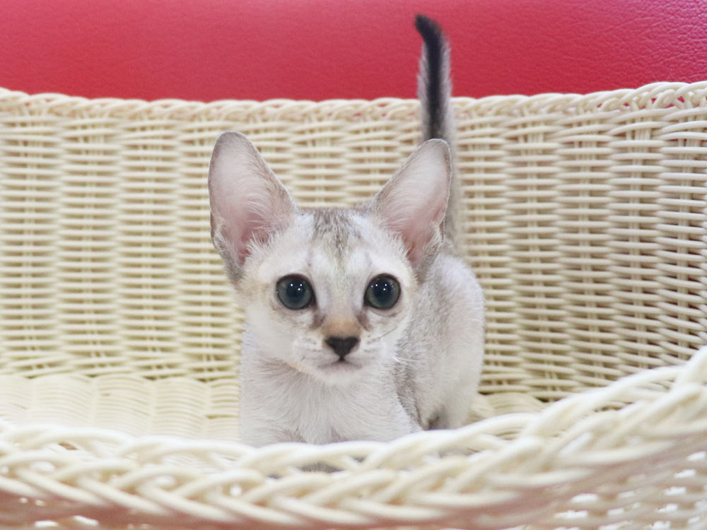 シンガプーラの子猫画像