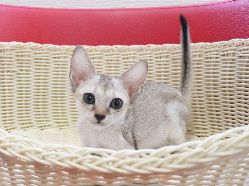 シンガプーラの子猫画像