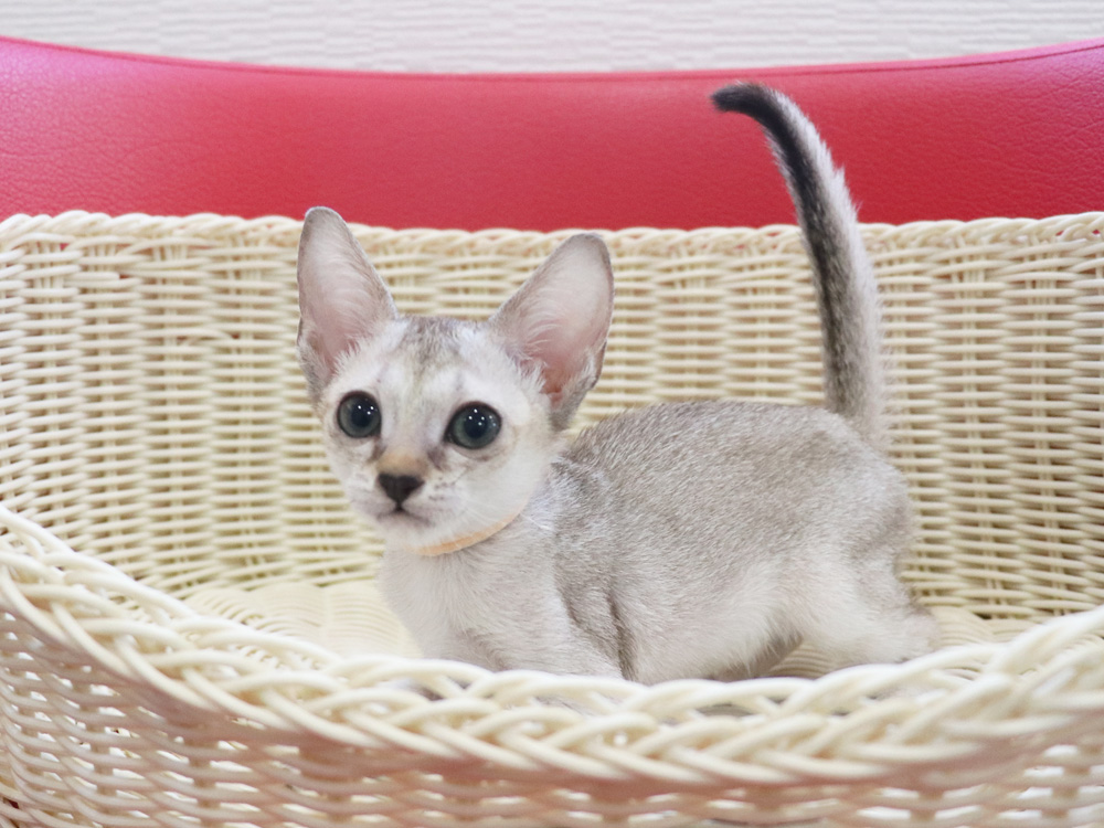 シンガプーラの子猫画像