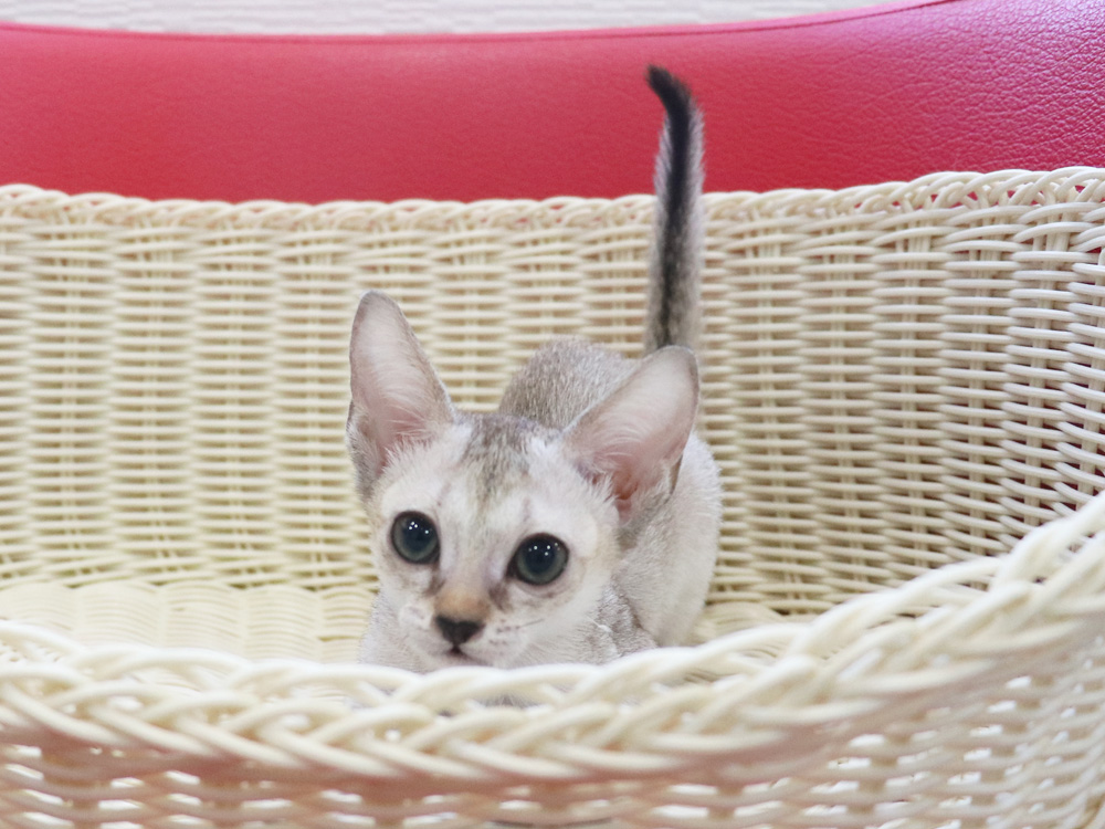 シンガプーラの子猫画像
