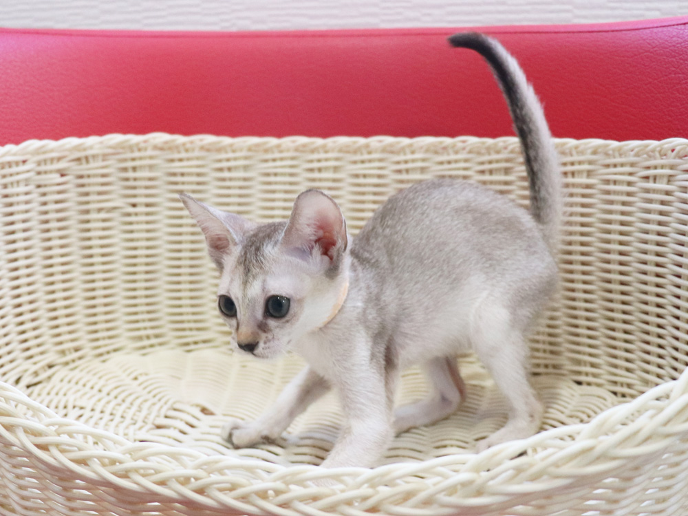 シンガプーラの子猫画像