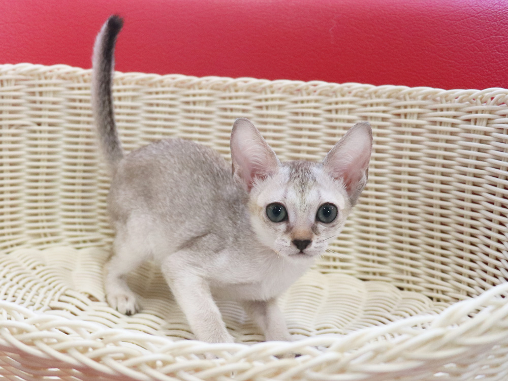 シンガプーラの子猫画像