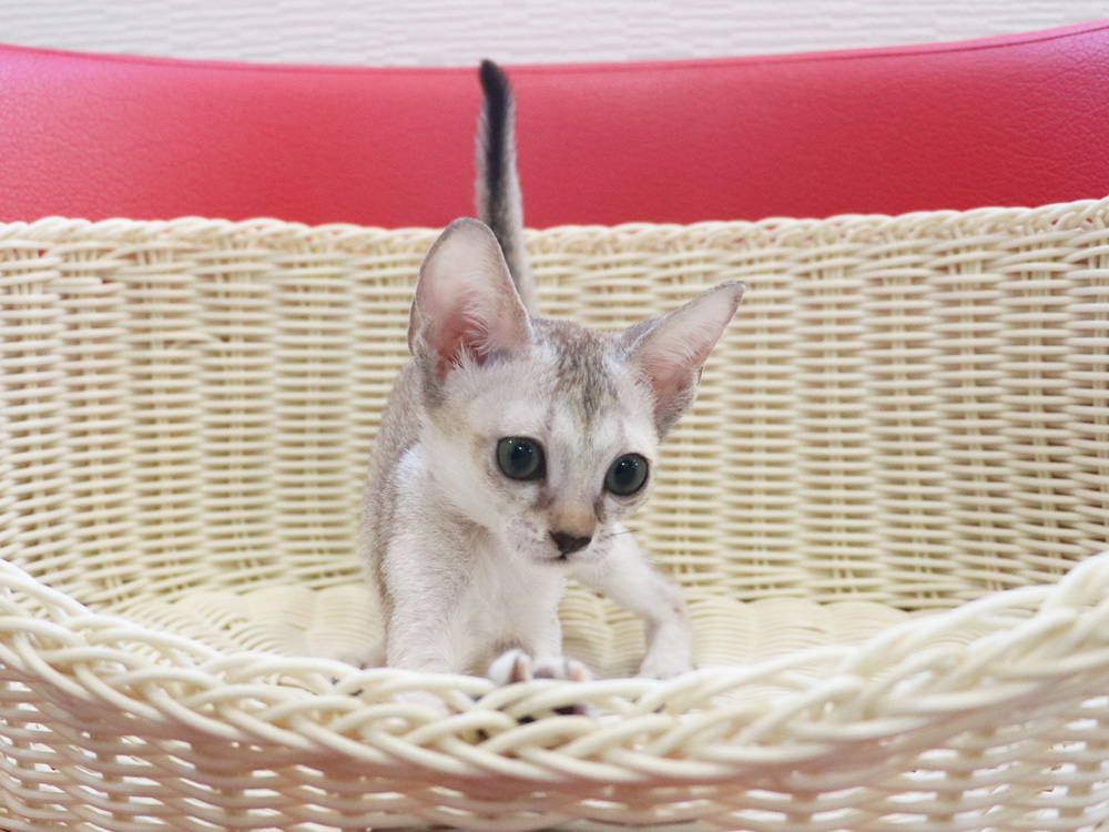 シンガプーラの子猫画像