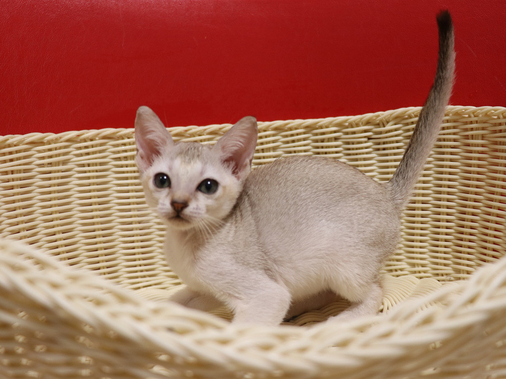 シンガプーラの子猫画像