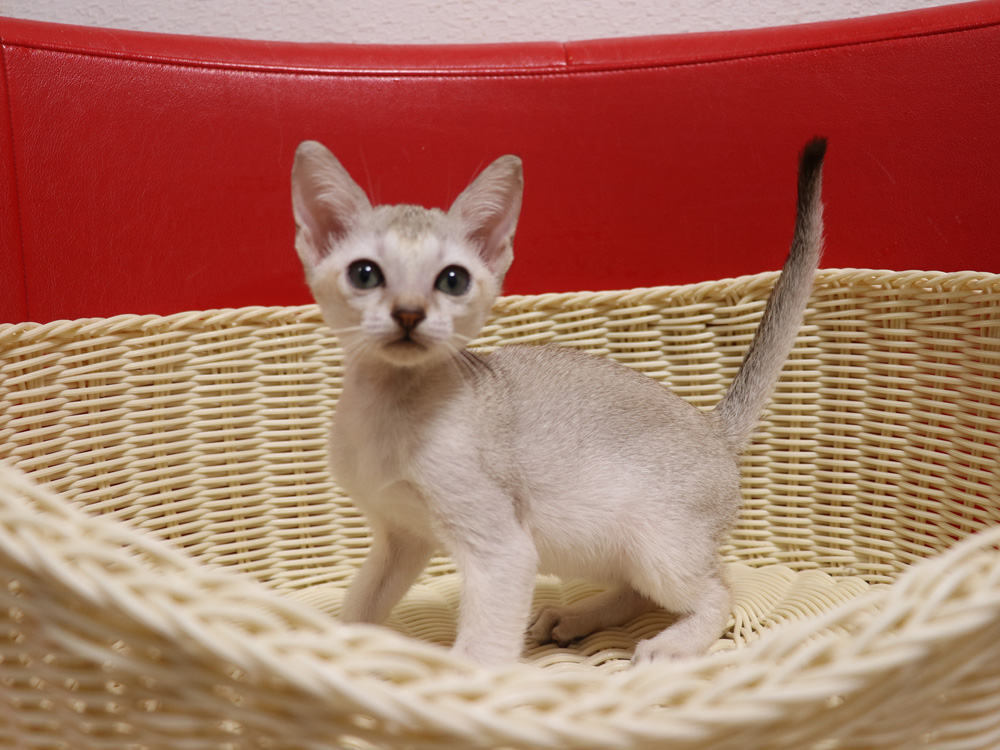 シンガプーラの子猫画像