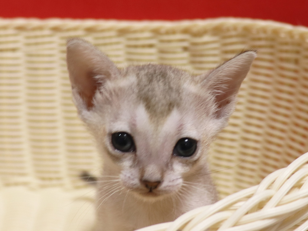 シンガプーラの子猫画像