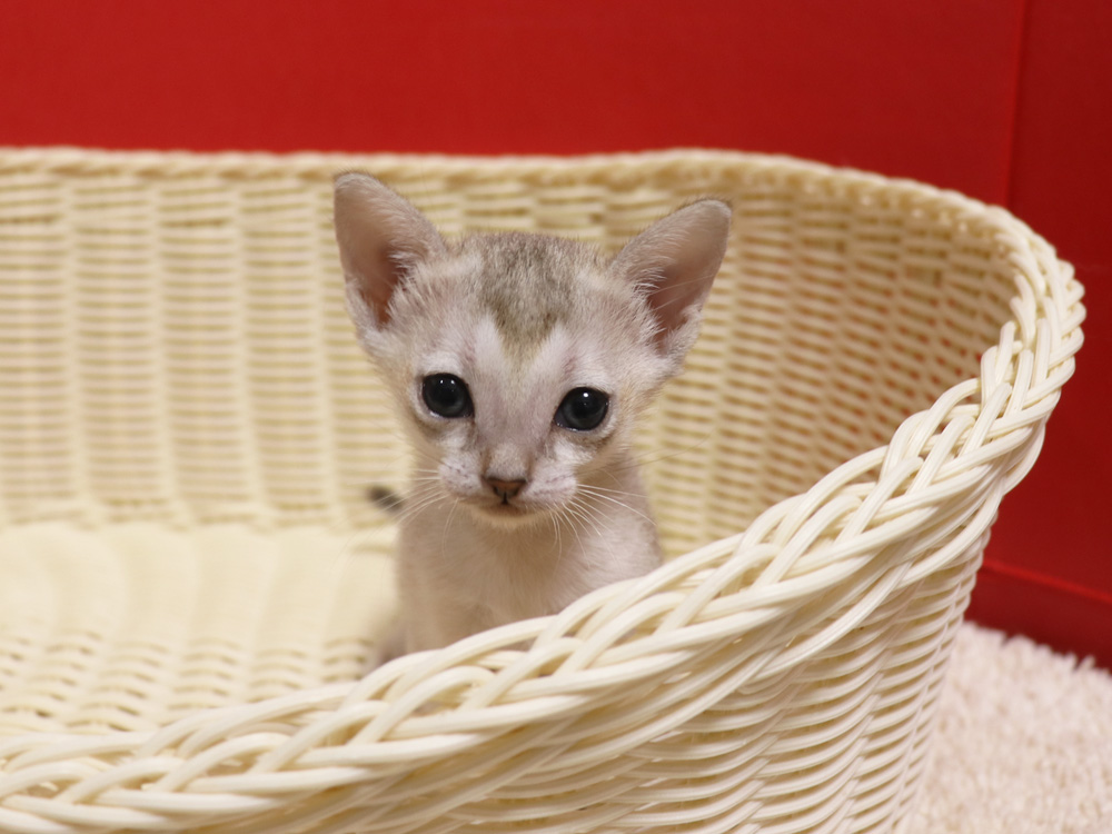 シンガプーラの子猫画像