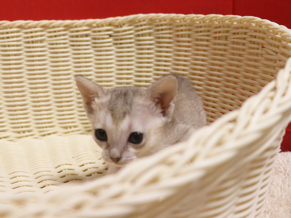 シンガプーラの子猫画像