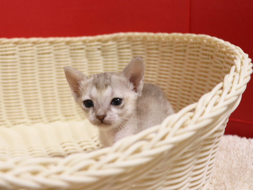 シンガプーラの子猫画像