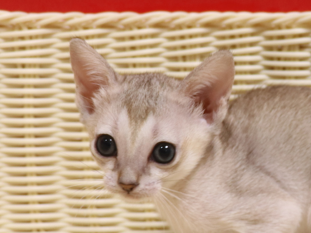 シンガプーラの子猫画像