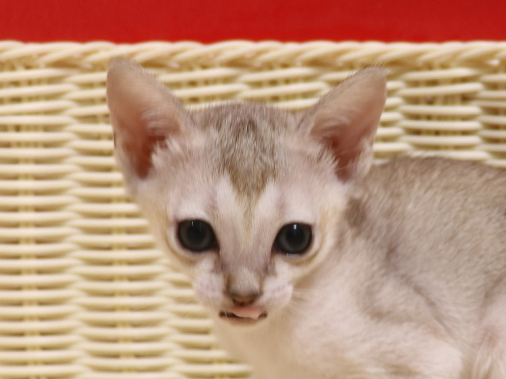 シンガプーラの子猫画像