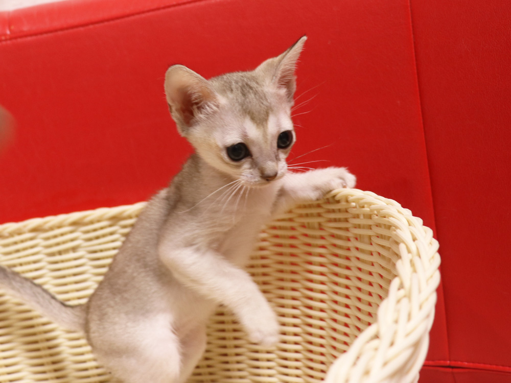 シンガプーラの子猫画像