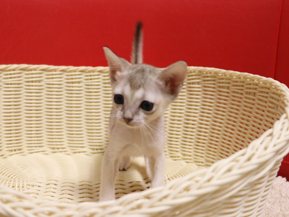 シンガプーラの子猫画像