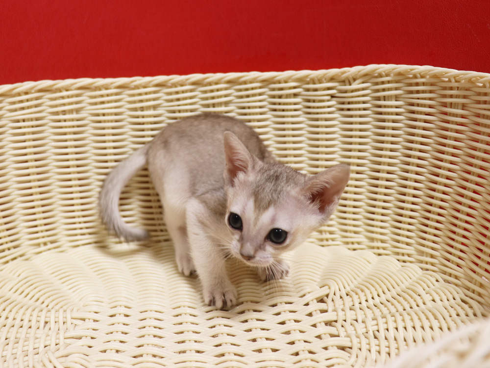 シンガプーラの子猫画像