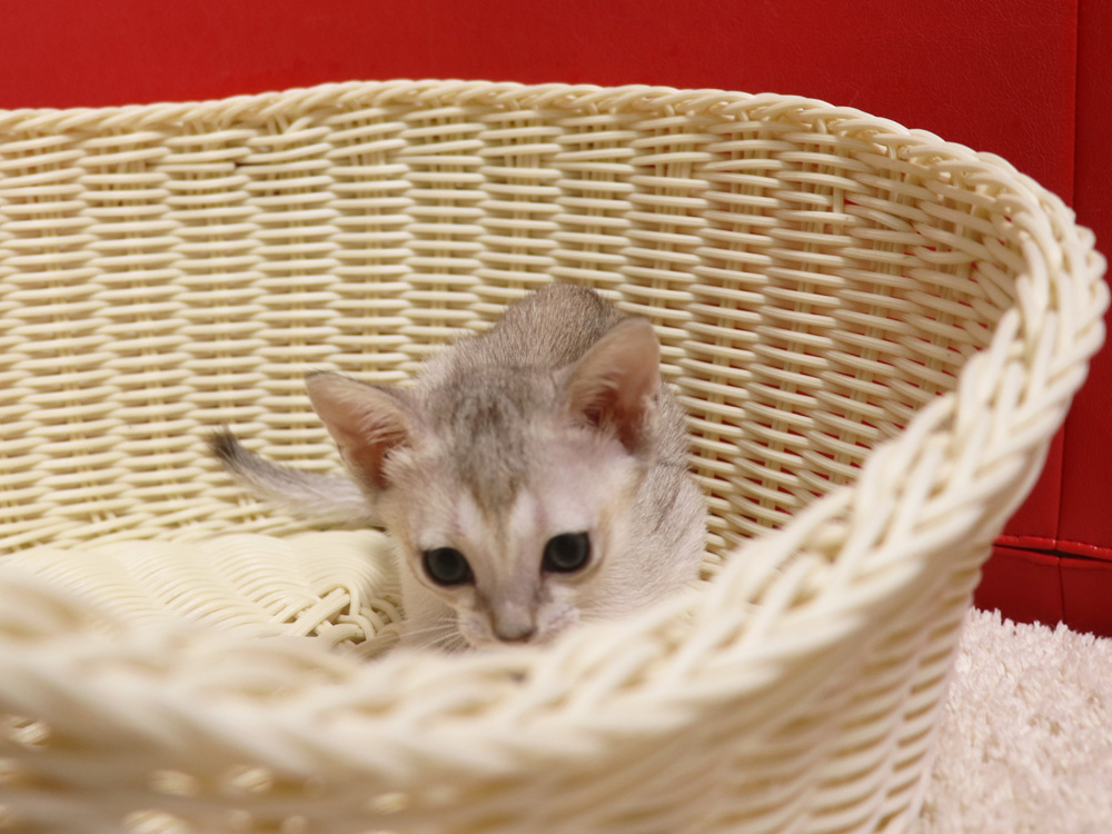 シンガプーラの子猫画像