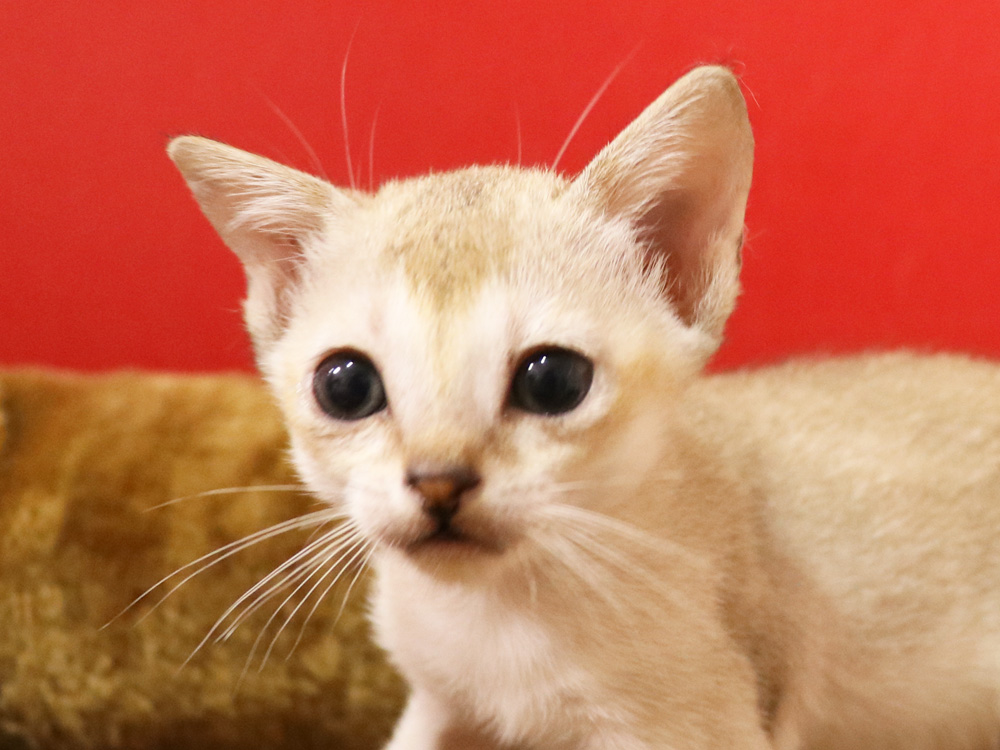 シンガプーラの子猫画像