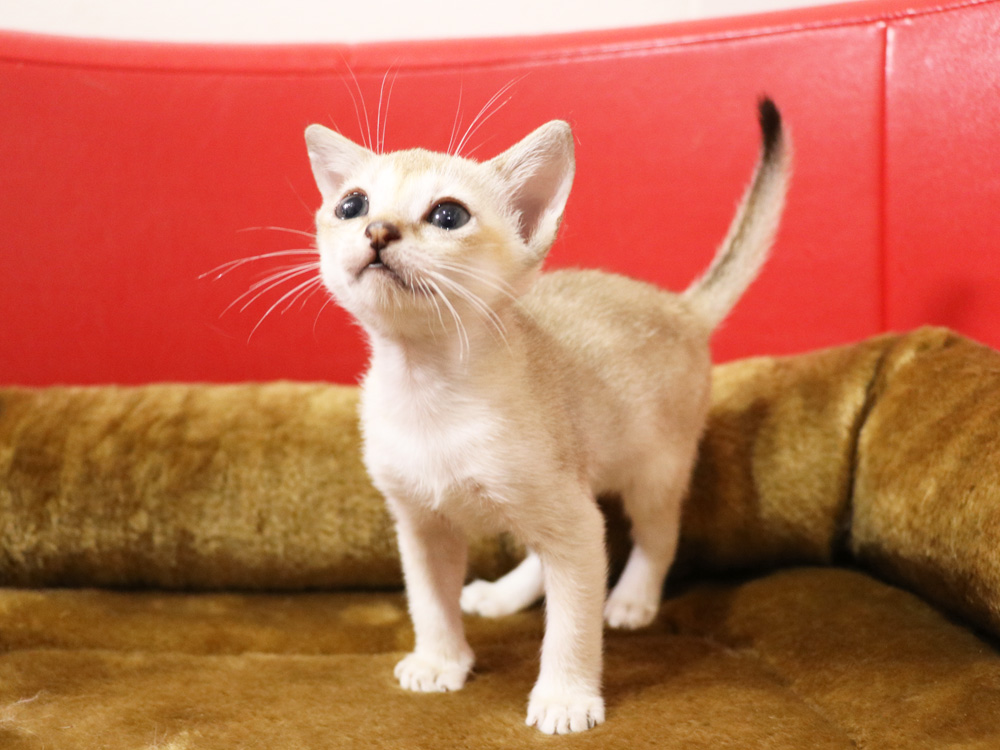 シンガプーラの子猫画像