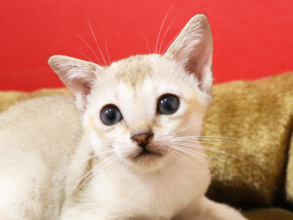 シンガプーラの子猫画像