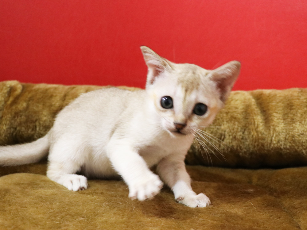 シンガプーラの子猫画像