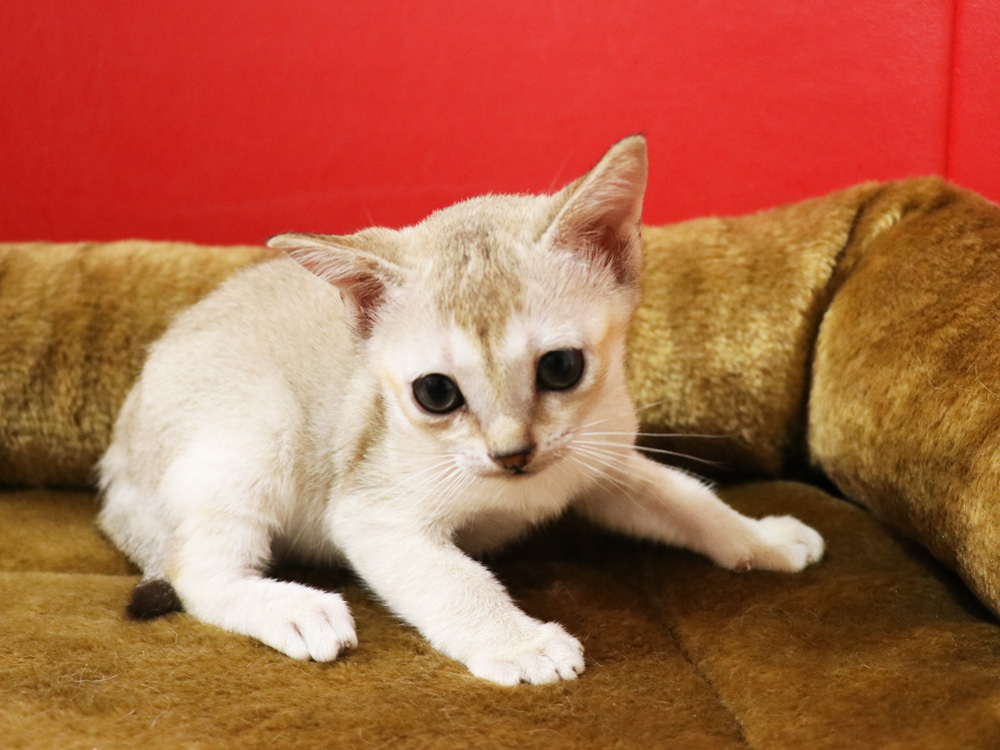 シンガプーラの子猫画像