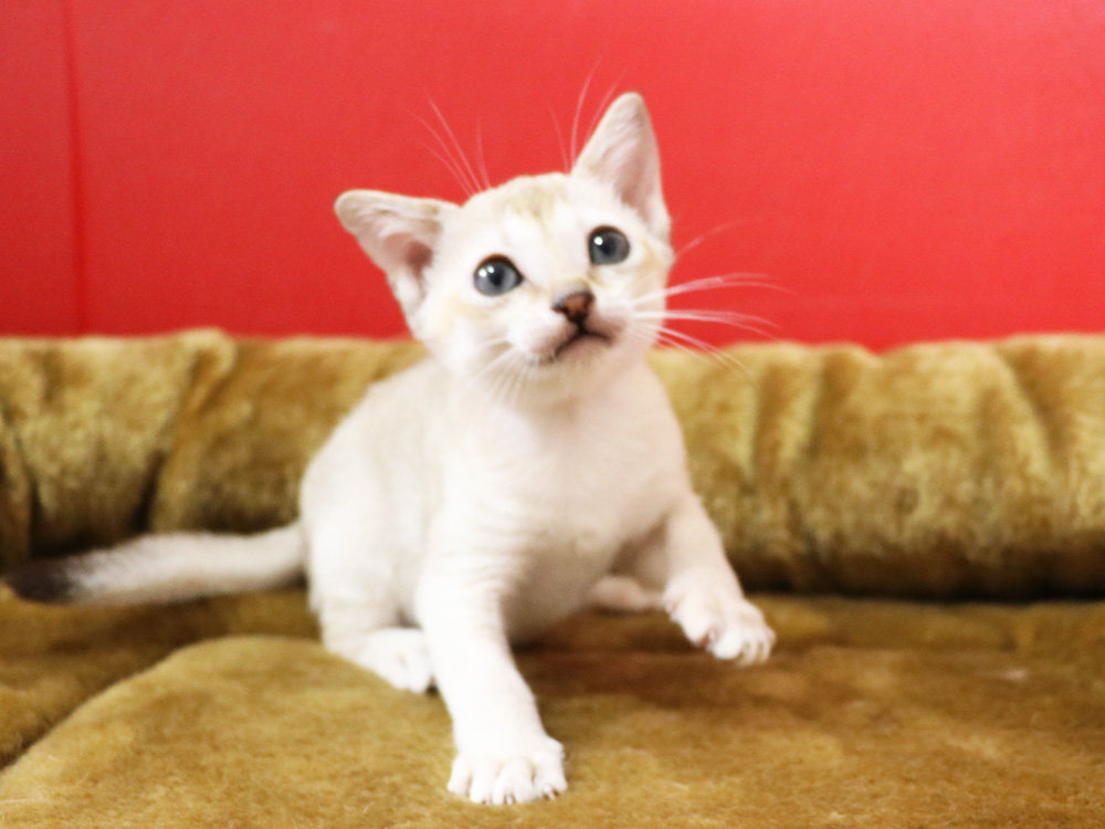 シンガプーラの子猫画像