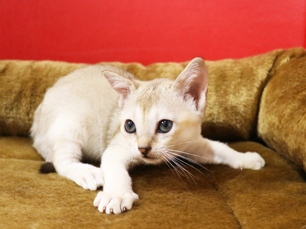 シンガプーラの子猫画像